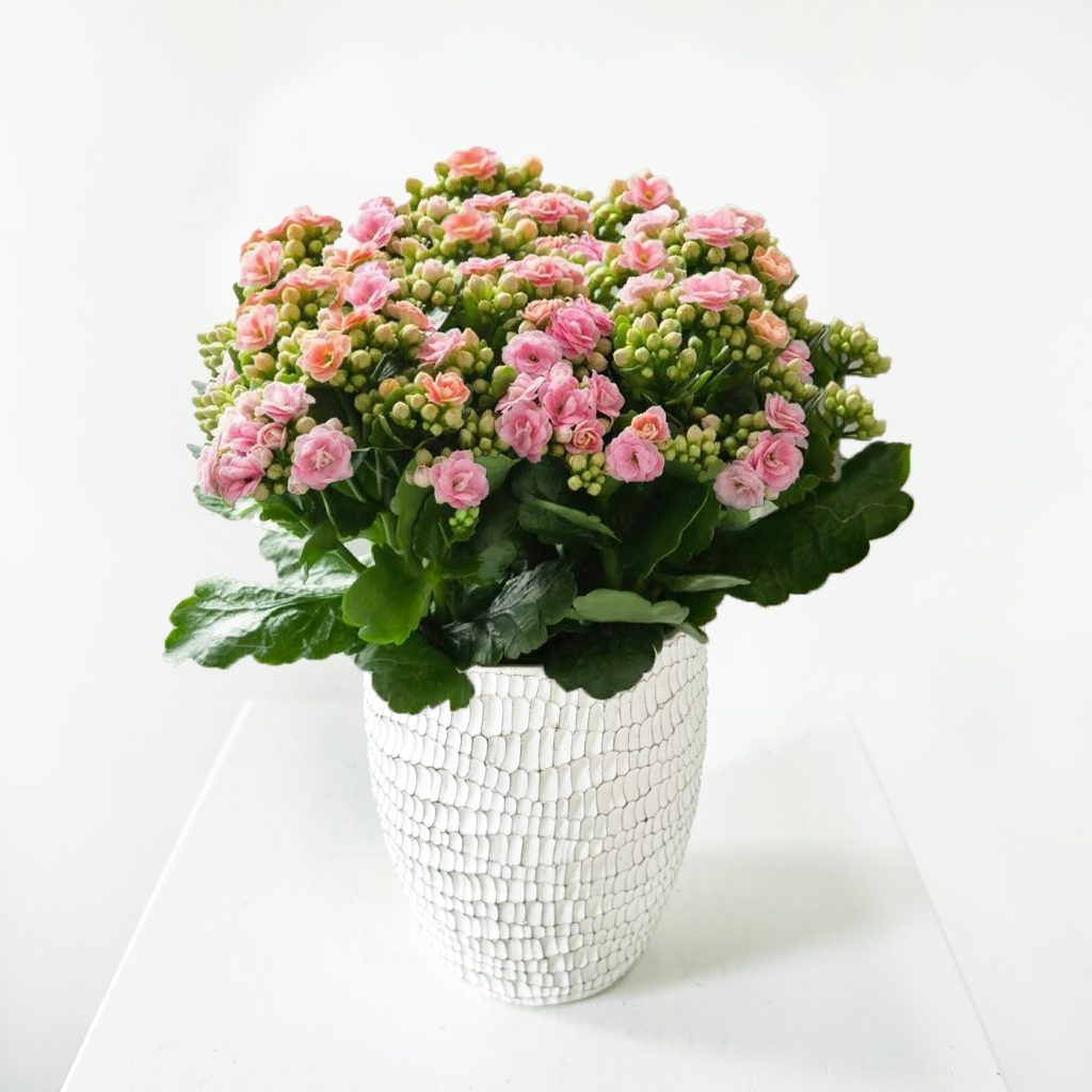 Kalanchoe