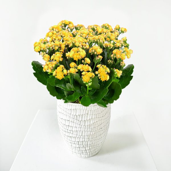Kalanchoe - Image 3
