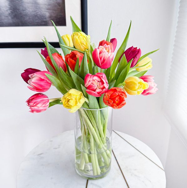 Tulip Double Rainbow - Image 2