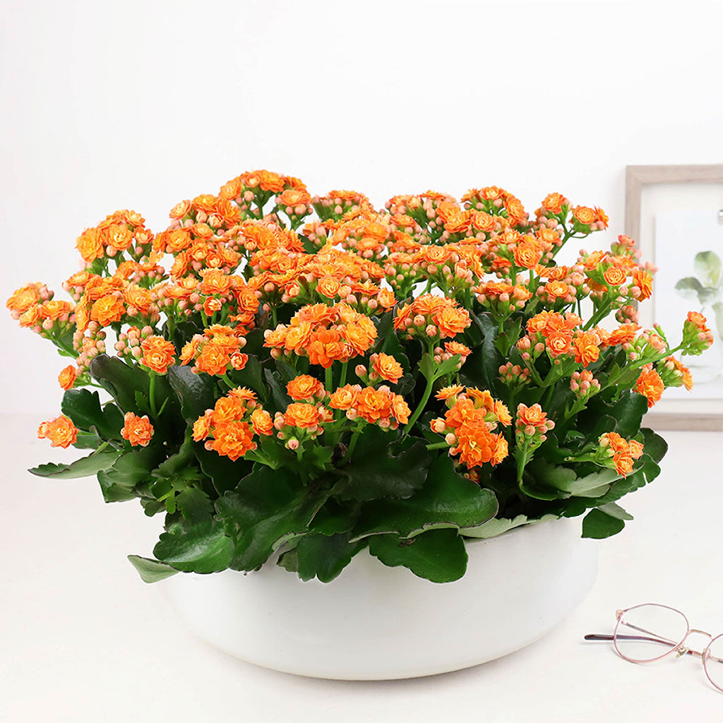 Kalanchoe Garden