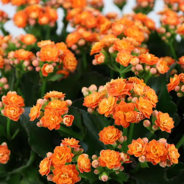 Kalanchoe Garden - Image 2