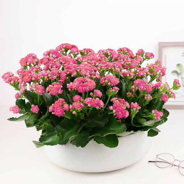 Kalanchoe Garden - Image 3