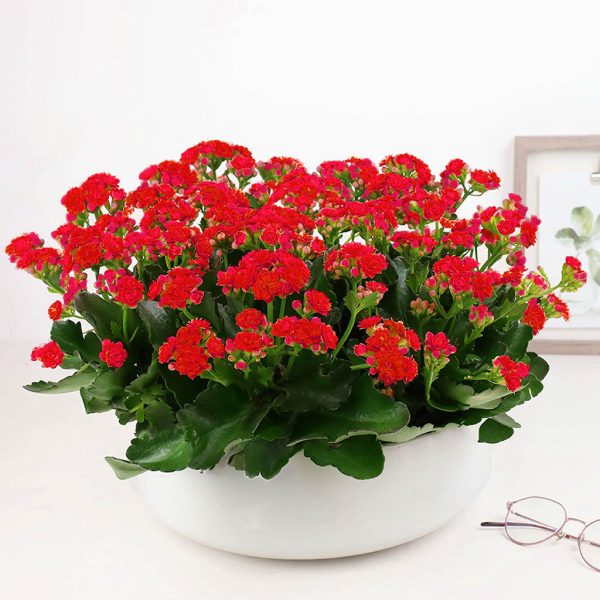 Kalanchoe Garden - Image 4