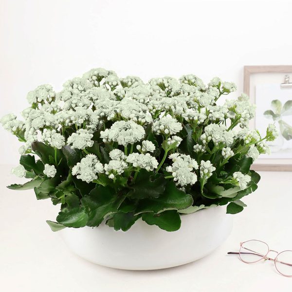 Kalanchoe Garden - Image 5