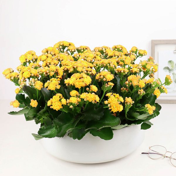 Kalanchoe Garden - Image 6