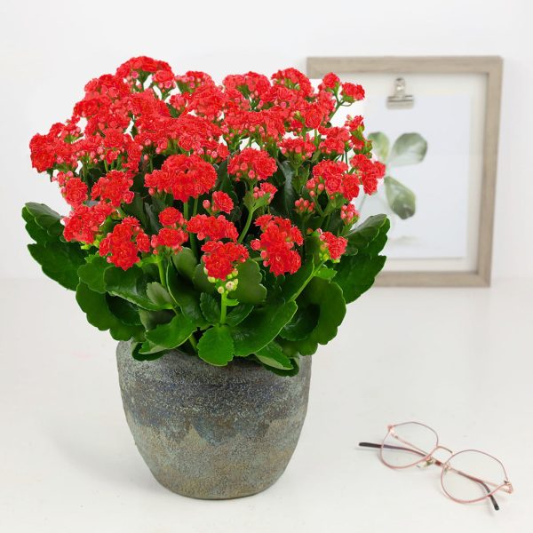 Kalanchoe - Image 5