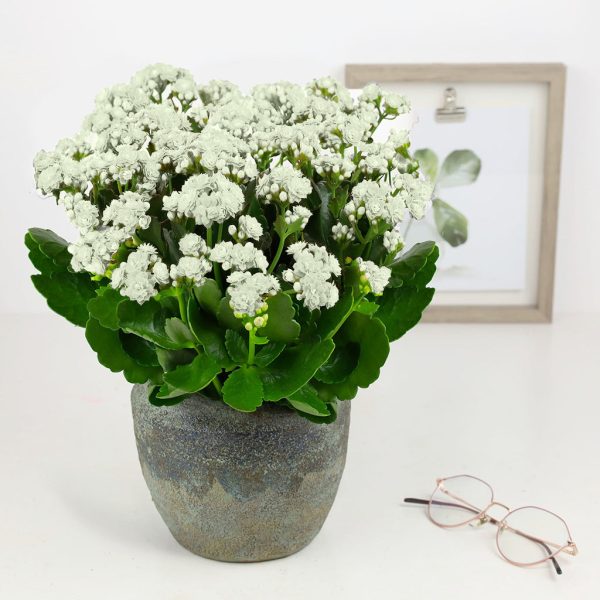 Kalanchoe - Image 4