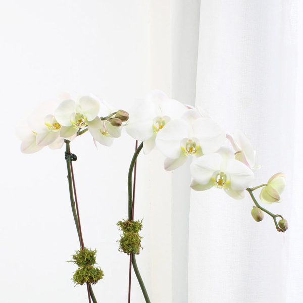 Orchid Garden II - Image 3