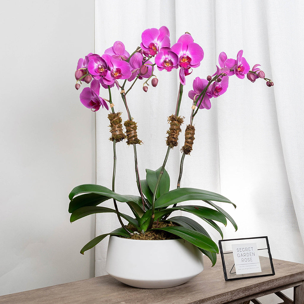 Orchid Garden II