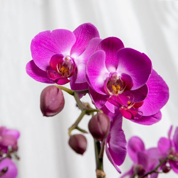 Orchid Garden II - Image 2